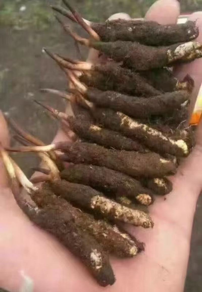冬虫夏草