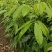 先进奉荔枝嫁接苗,晚熟品种,产量高,易结果,耐放不变味