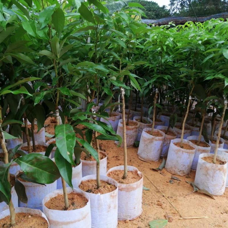 先进奉荔枝嫁接苗，晚熟品种，产量高，易结果，耐放不变味