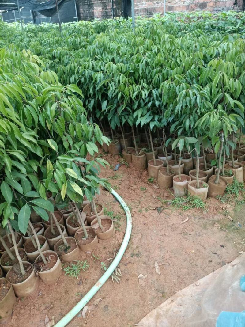 先进奉荔枝嫁接苗，晚熟品种，产量高，易结果，耐放不变味