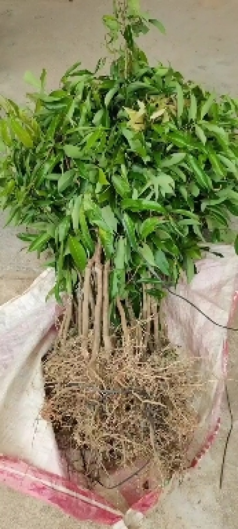 先进奉荔枝嫁接苗，晚熟品种，产量高，易结果，耐放不变味