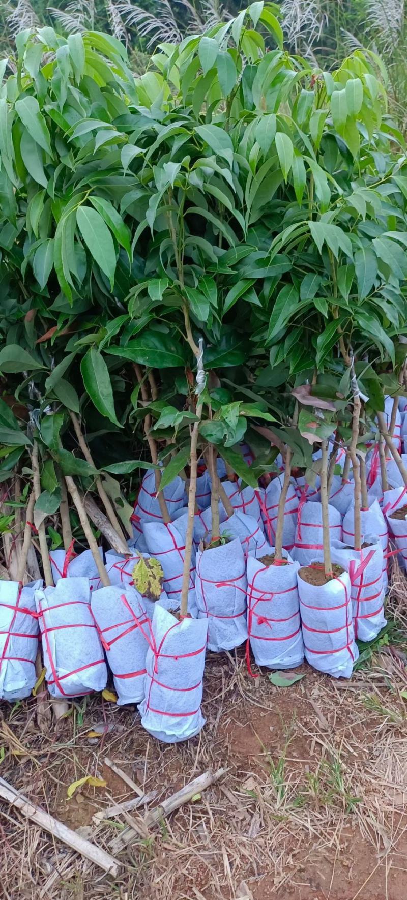 先进奉荔枝嫁接苗，晚熟品种，产量高，易结果，耐放不变味