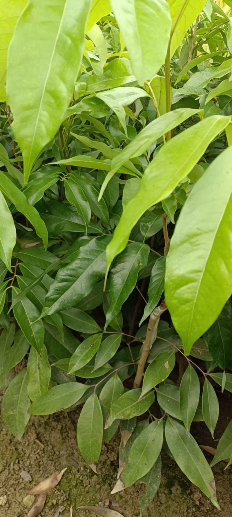 先进奉荔枝嫁接苗，晚熟品种，产量高，易结果，耐放不变味
