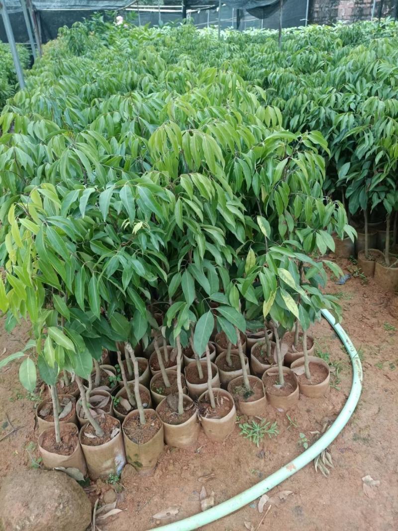 先进奉荔枝嫁接苗，晚熟品种，产量高，易结果，耐放不变味