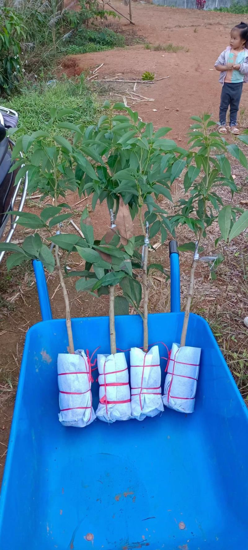 先进奉荔枝嫁接苗，晚熟品种，产量高，易结果，耐放不变味