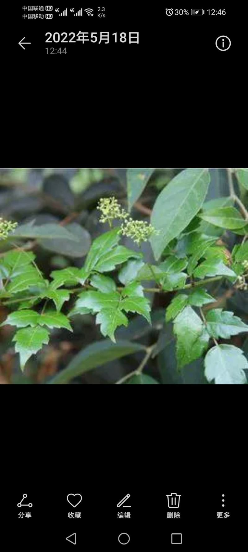 广东本土野生藤茶（大量批发，大量批发）