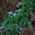广东本土野生藤茶（大量批发，大量批发）