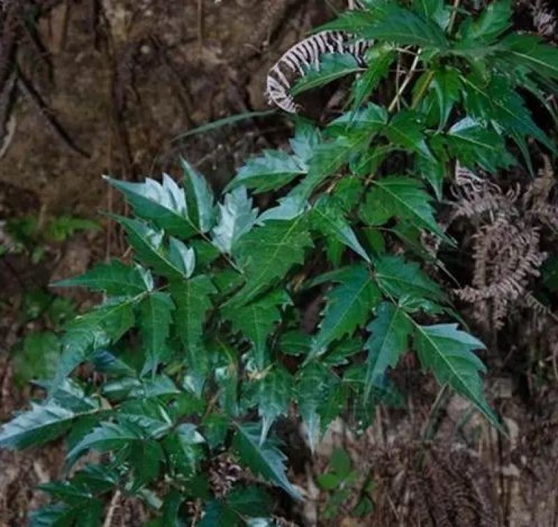 广东本土野生藤茶（大量批发，大量批发）
