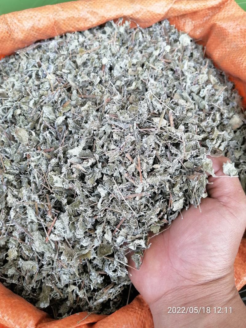 广东本土野生藤茶（大量批发，大量批发）