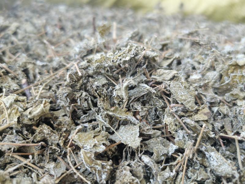 广东本土野生藤茶（大量批发，大量批发）