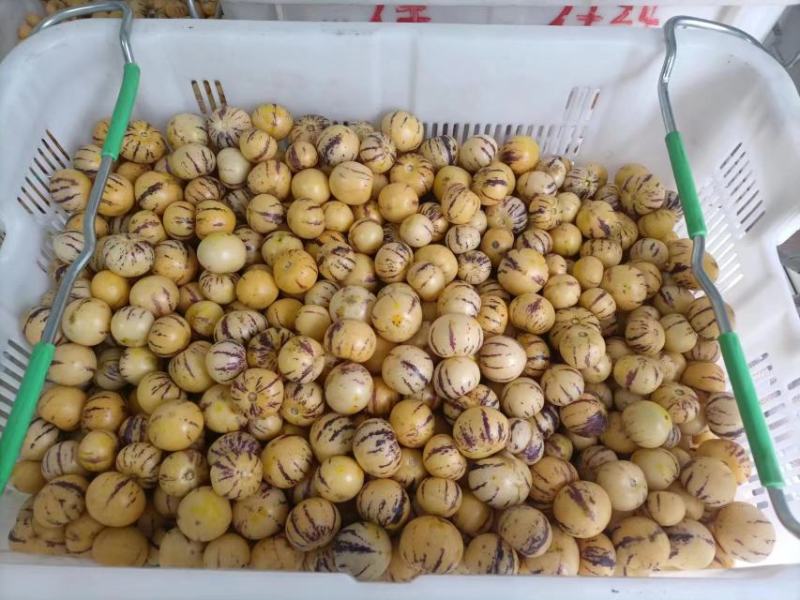人生果，无花果，阳光玫瑰，蓝莓，金丝密小枣，芒果，茉莉香