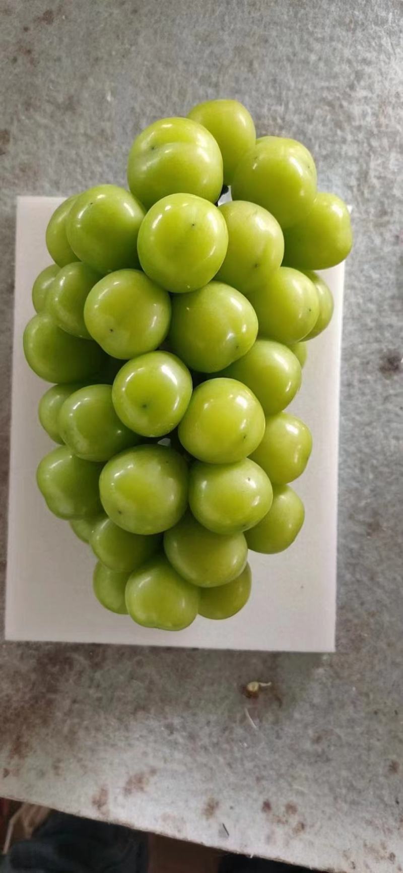 人生果，无花果，阳光玫瑰，蓝莓，金丝密小枣，芒果，茉莉香
