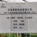 萧新皱皱椒种子杂交一代薄皮辣椒种子小皱皮辣椒籽羊角型