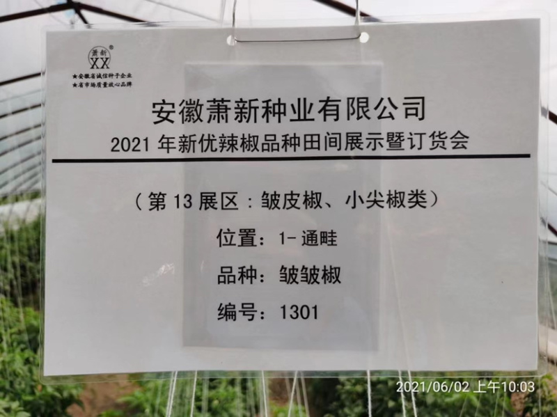 萧新皱皱椒种子杂交一代薄皮辣椒种子小皱皮辣椒籽羊角型