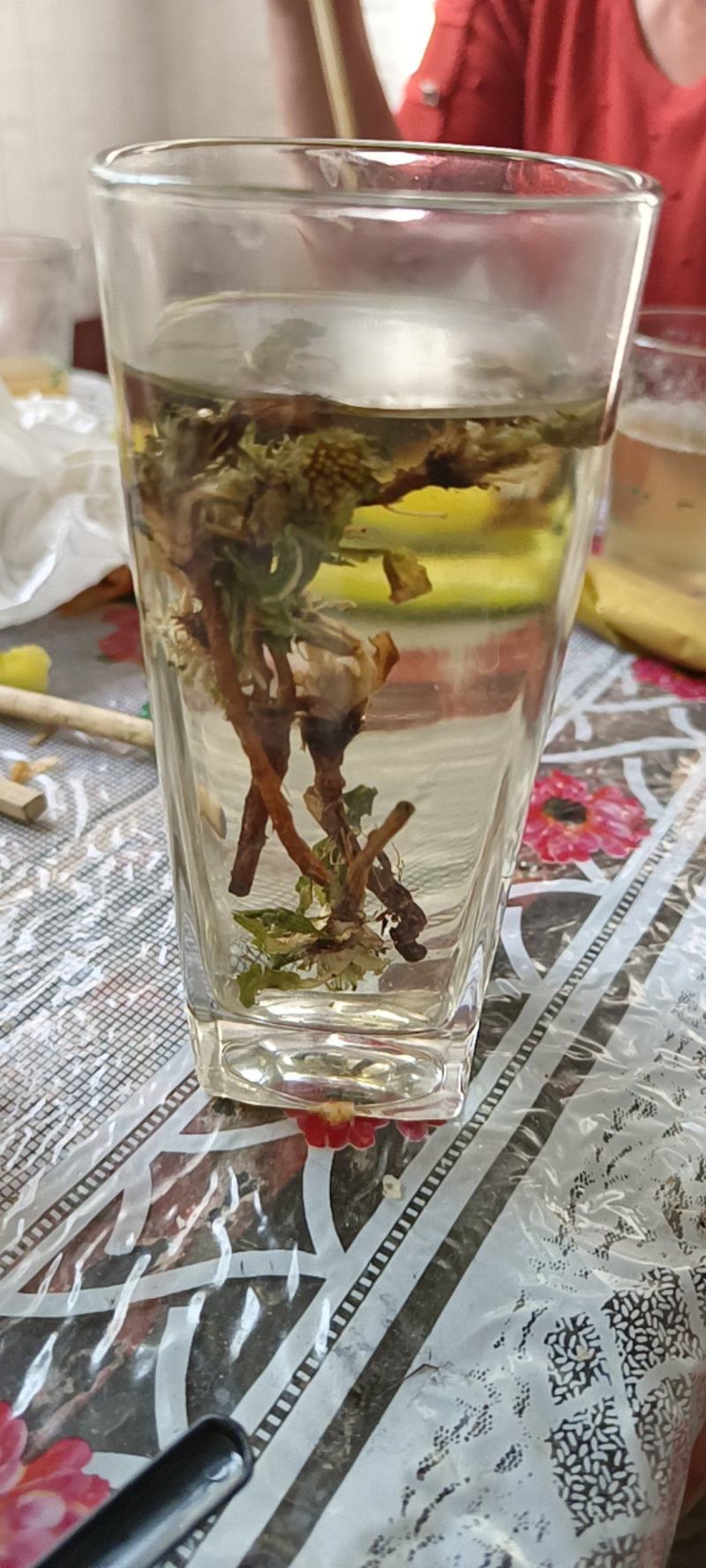 自然蒲公英，沂蒙山区里的特产手捡自然蒲公英，产地直发