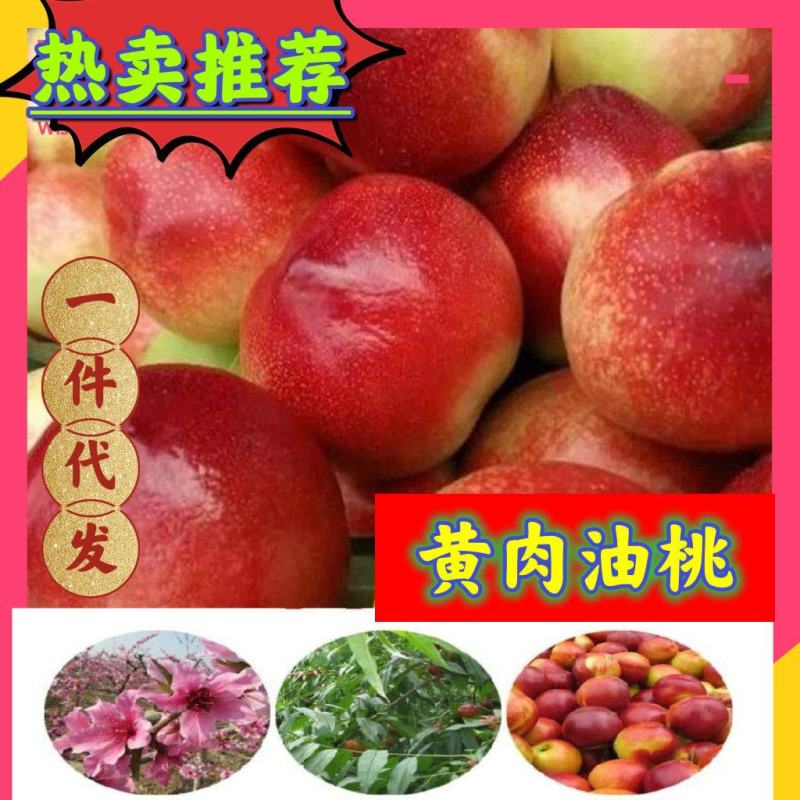 新鲜油桃中油19黄肉油桃3斤10斤装快递包邮坏果包赔