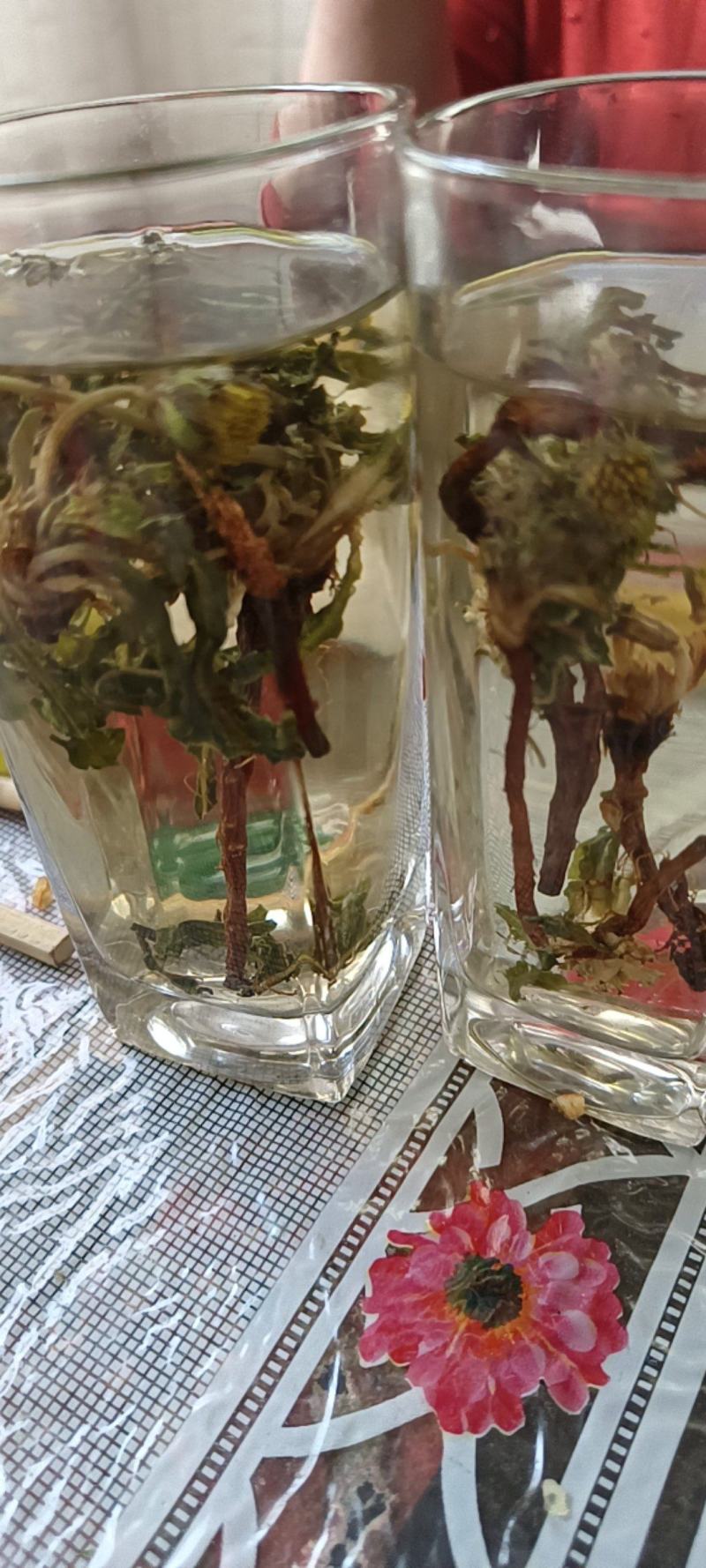 产地直发蒲公英自然全草，沂蒙山山区里的自然蒲公英。