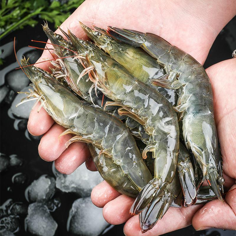 [青岛直供大虾24小时内发货]中国对虾鲜活海鲜速冻虾批