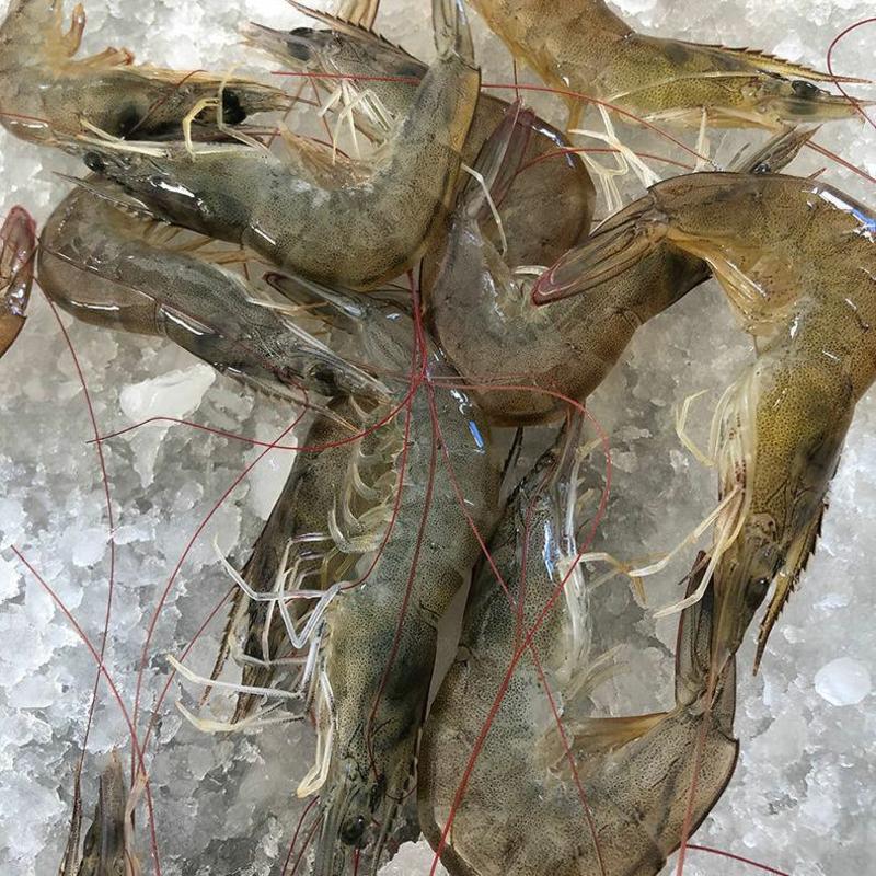 [青岛直供大虾24小时内发货]中国对虾鲜活海鲜速冻虾批