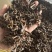 【文斌药业】没药炙没药。新货促销量大从优地道药材