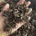 【文斌药业】没药炙没药。新货促销量大从优地道药材