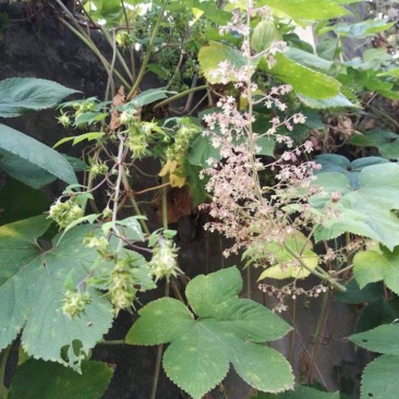野生葎草种子拉拉秧藤五爪龙蛇割藤割人藤拉拉藤勒草葛葎蔓