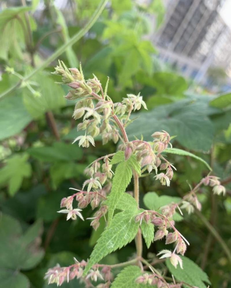 野生葎草种子拉拉秧藤五爪龙蛇割藤割人藤拉拉藤勒草葛葎蔓