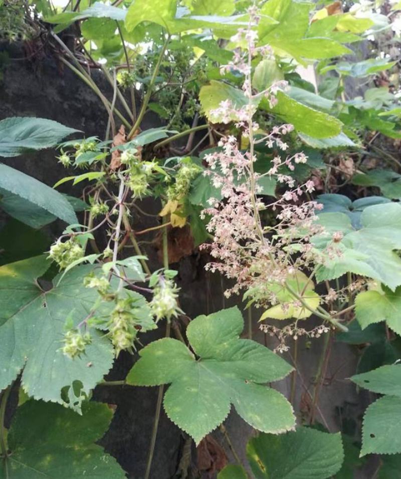 野生葎草种子拉拉秧藤五爪龙蛇割藤割人藤拉拉藤勒草葛葎蔓