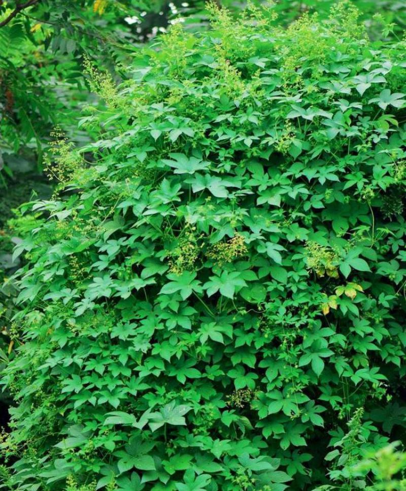 野生葎草种子拉拉秧藤五爪龙蛇割藤割人藤拉拉藤勒草葛葎蔓