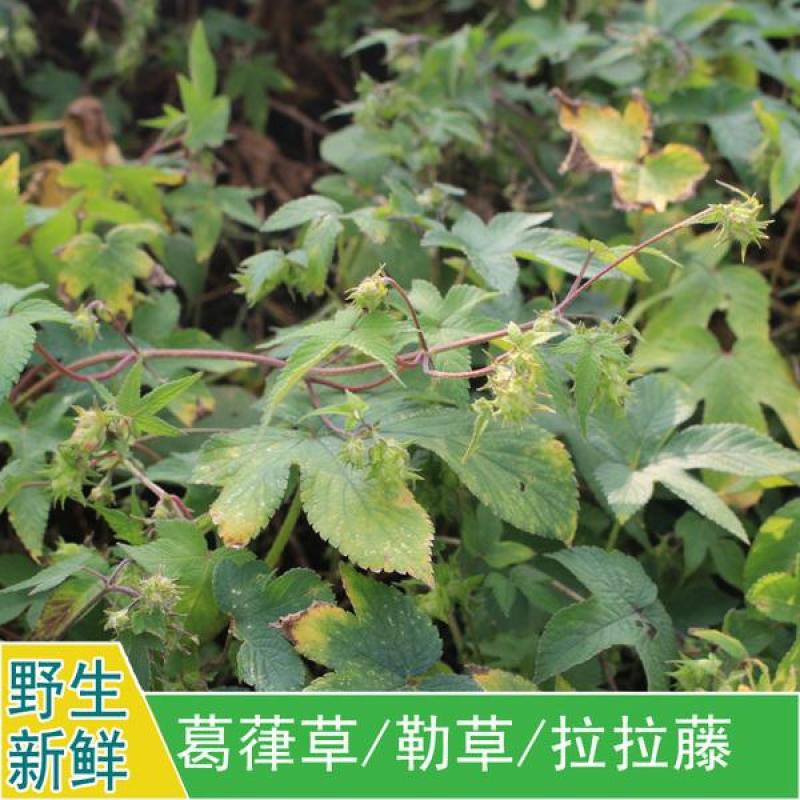 野生葎草种子拉拉秧藤五爪龙蛇割藤割人藤拉拉藤勒草葛葎蔓