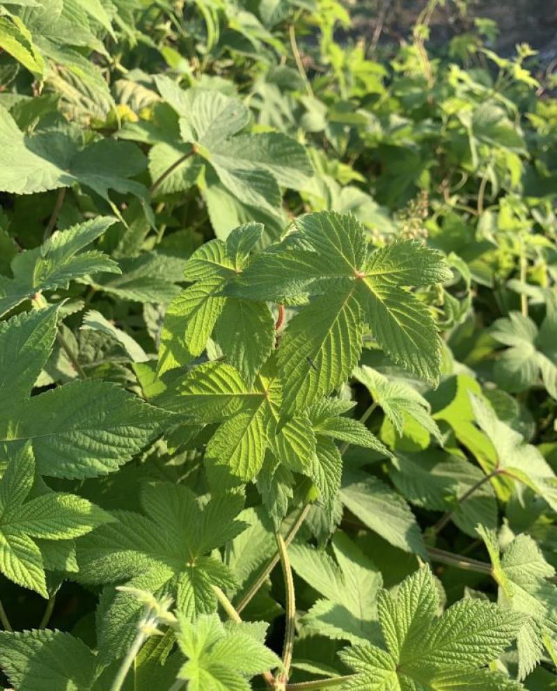 野生葎草种子拉拉秧藤五爪龙蛇割藤割人藤拉拉藤勒草葛葎蔓