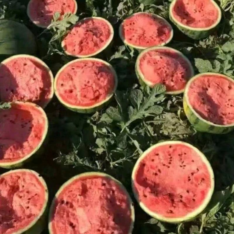 精品甜王西瓜辽宁产地直发量大价优诚信经营欢迎考察