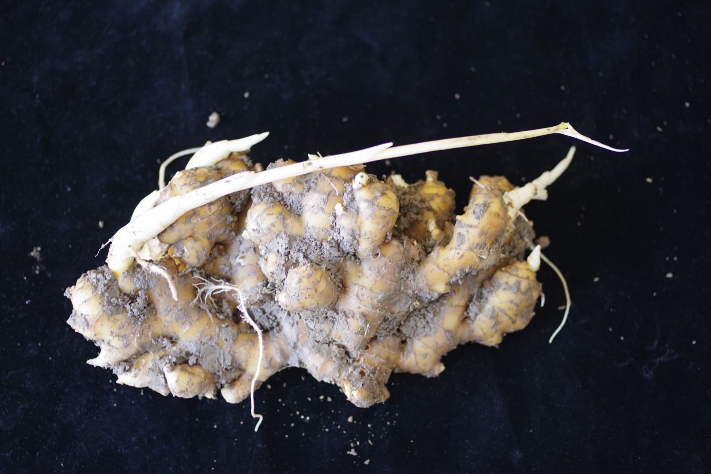 生姜根系特写图,清晰展示细小的须根结构 生姜根系特写图