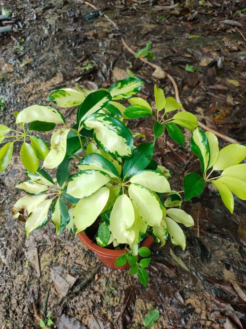 花叶鸭脚木各种规格基地大量现货供应，欢迎各位客户咨询