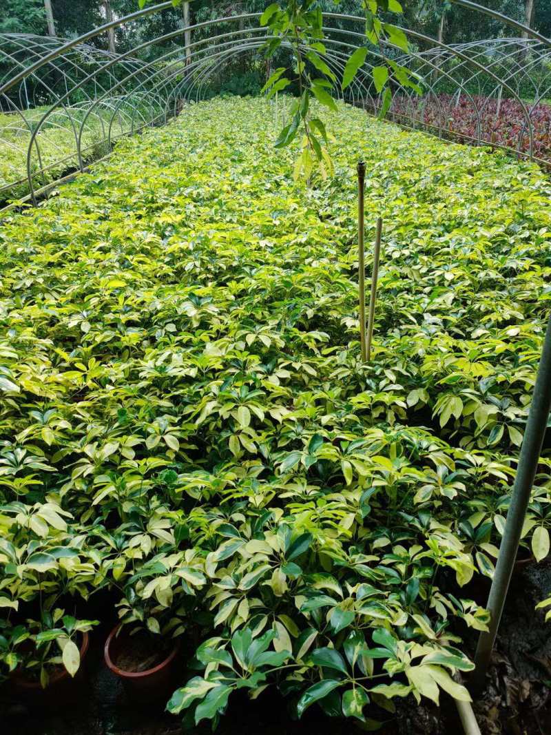 花叶鸭脚木各种规格基地大量现货供应，欢迎各位客户咨询