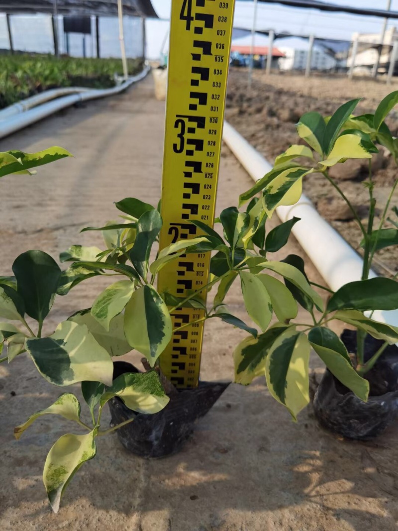 花叶鸭脚木各种规格基地大量现货供应，欢迎各位客户咨询