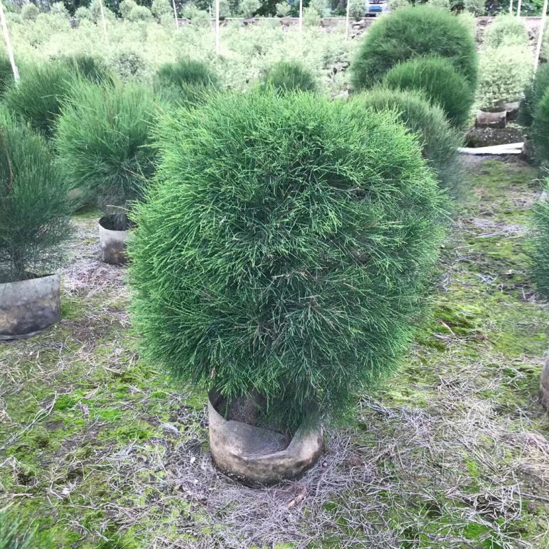 木麻黄各种规格基地大量现货供应，欢迎各位客户咨询