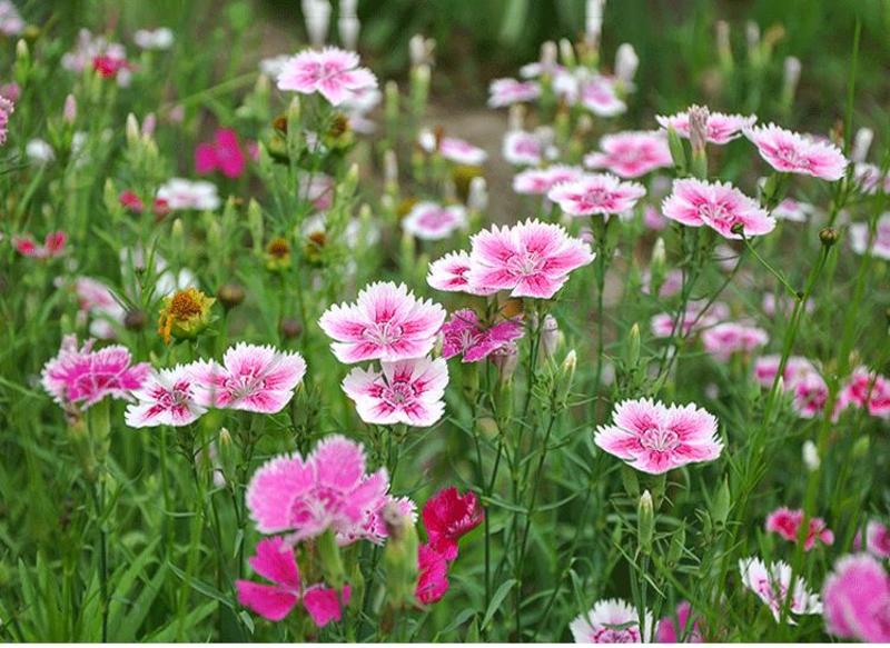 美国五彩石竹花种子常夏四季播种开花庭院花籽孑须苞石竹花种