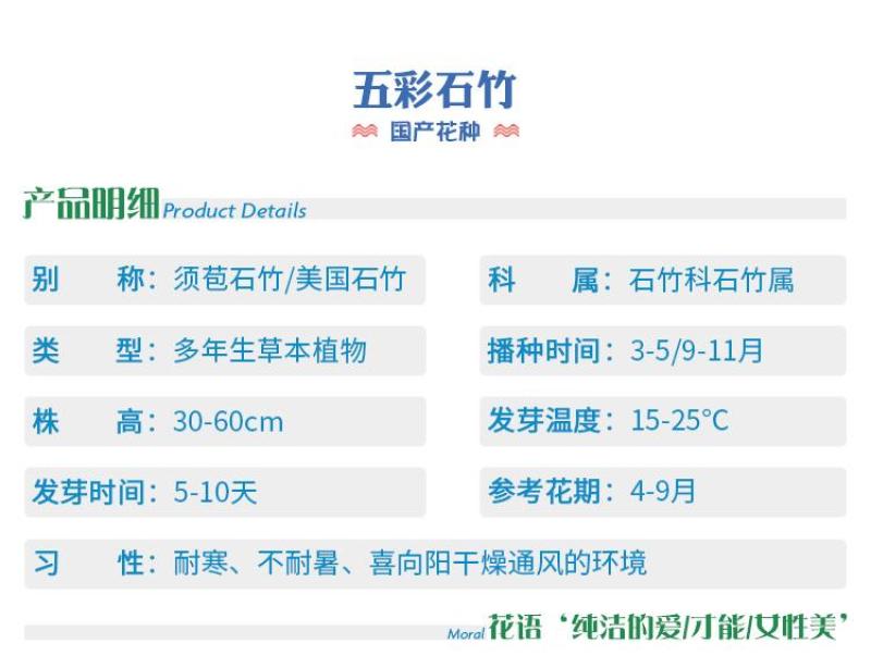 美国五彩石竹花种子常夏四季播种开花庭院花籽孑须苞石竹花种