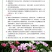 美国五彩石竹花种子常夏四季播种开花庭院花籽孑须苞石竹花种