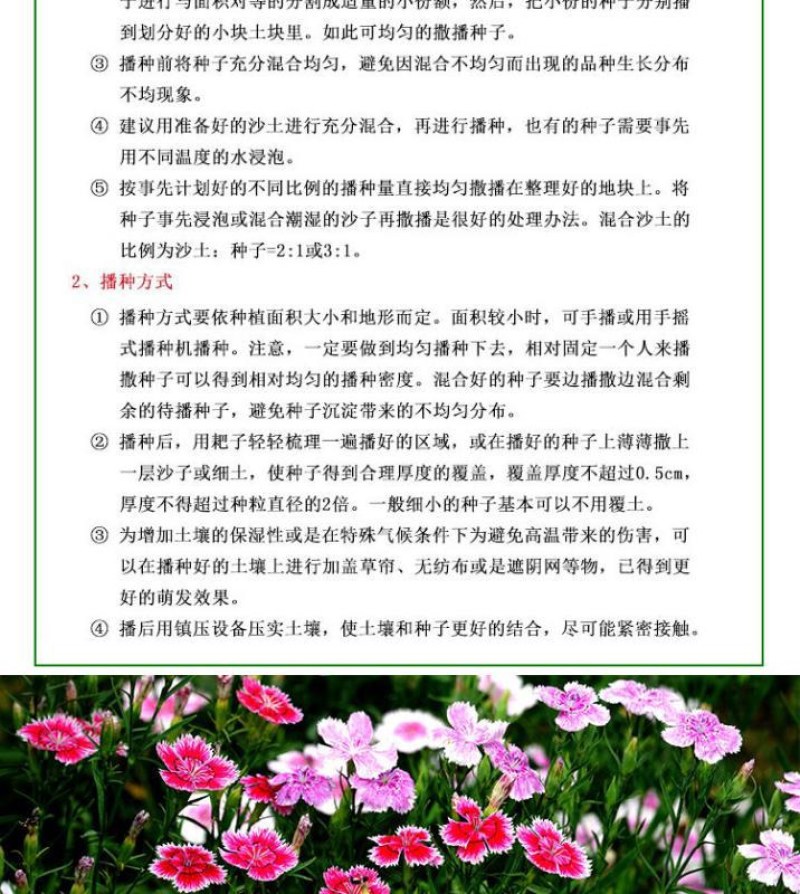 美国五彩石竹花种子常夏四季播种开花庭院花籽孑须苞石竹花种