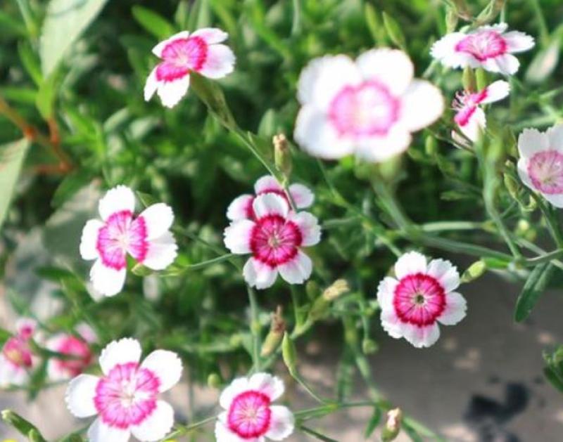 美国五彩石竹花种子常夏四季播种开花庭院花籽孑须苞石竹花种