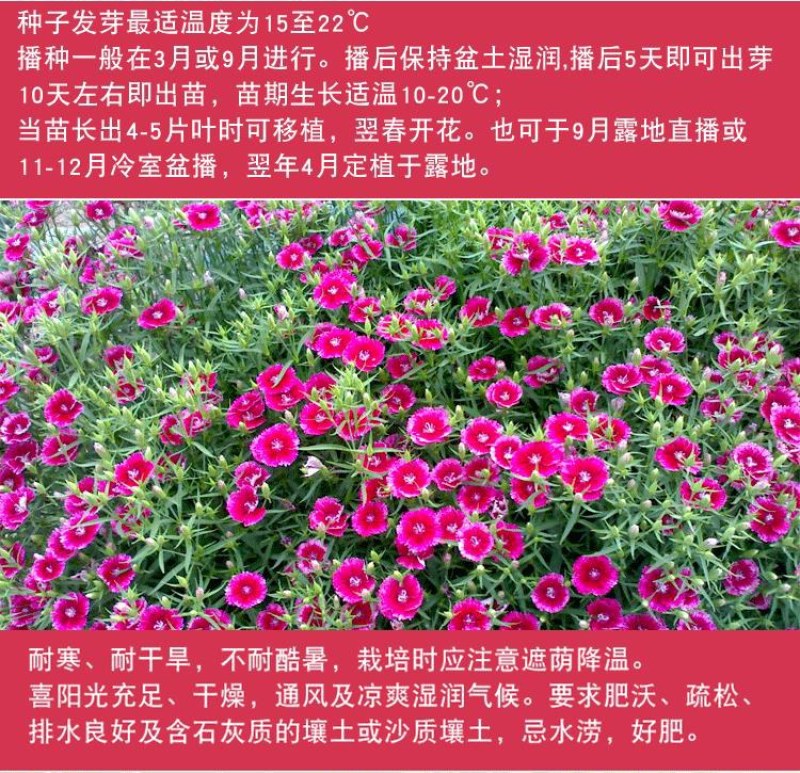 美国五彩石竹花种子常夏四季播种开花庭院花籽孑须苞石竹花种