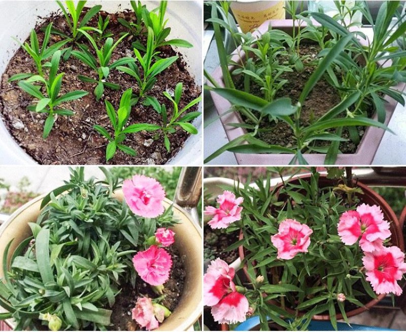 美国五彩石竹花种子常夏四季播种开花庭院花籽孑须苞石竹花种