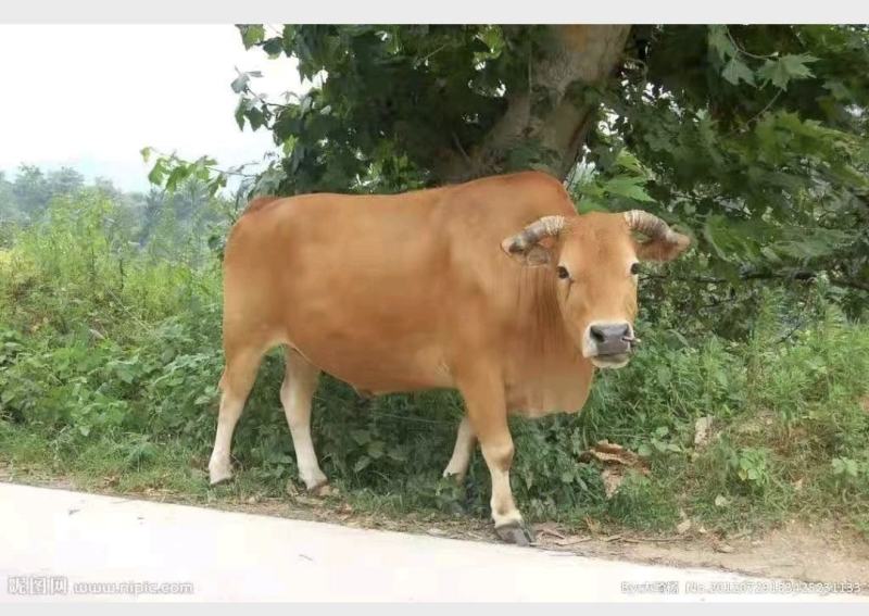 大型肉牛包养殖成功包成活包回收包运输欢迎电话联系