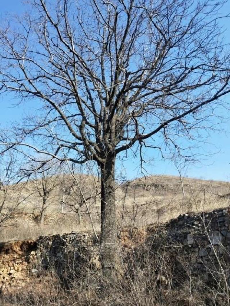 河北黄连木基地大规格造型彩叶绿化树，河北本地原生黄连木