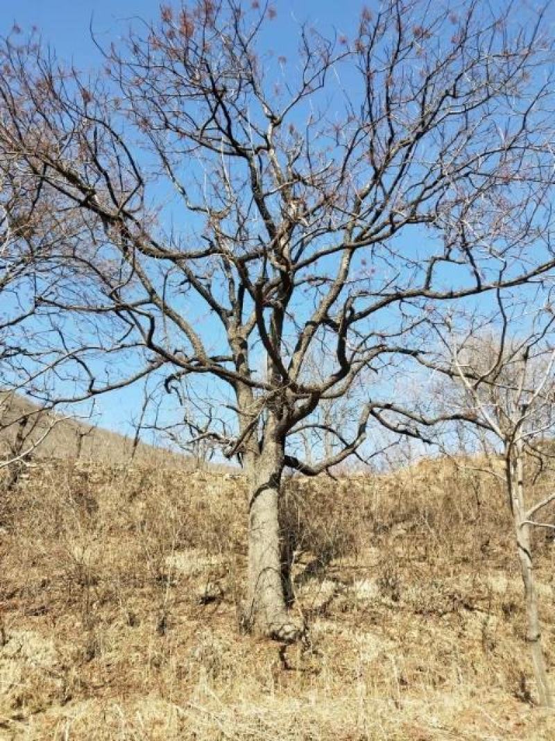 河北黄连木基地大规格造型彩叶绿化树，河北本地原生黄连木