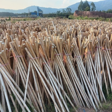 蔬菜，枝条
