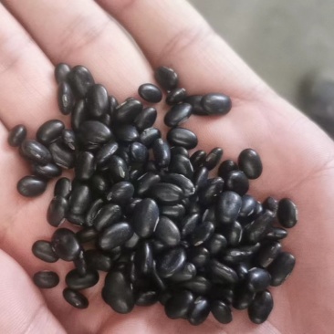 批发芽豆黑豆小扁黑/珍珠粒黑豆生豆芽豆苗做酱菜