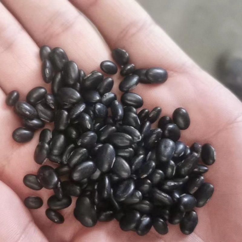 批发芽豆黑豆小扁黑/珍珠粒黑豆生豆芽豆苗做酱菜